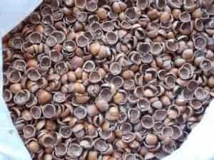 NEW - Company 10 riscaldamento con gusci di nocciola 300x225 1